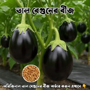 তাল বেগুন বীজ