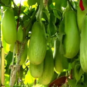 বারি বেগুন-১২ বীজ